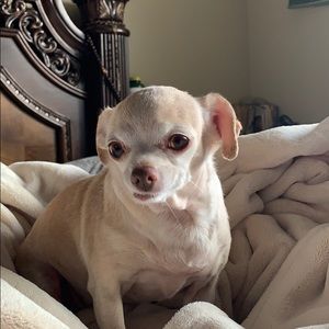 Meet your Posher, Alfredo